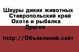 Шкуры диких животных - Ставропольский край Охота и рыбалка » Другое   